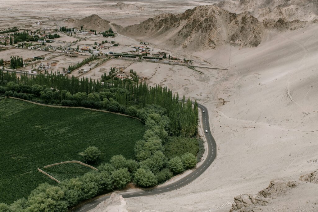 A forest in the desert