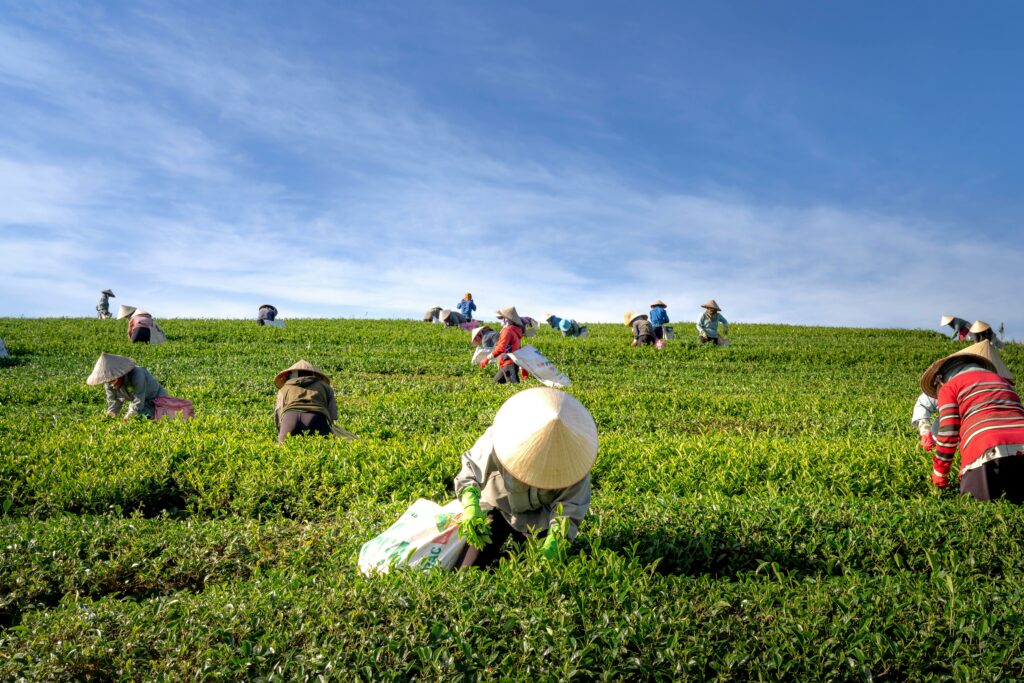 Farmers in a field